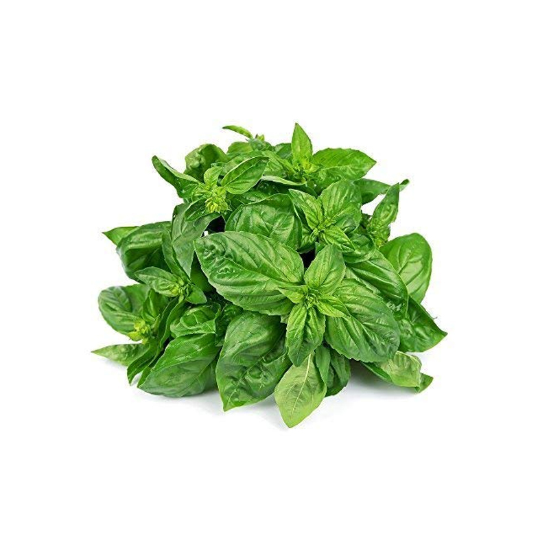 Fresh Basil