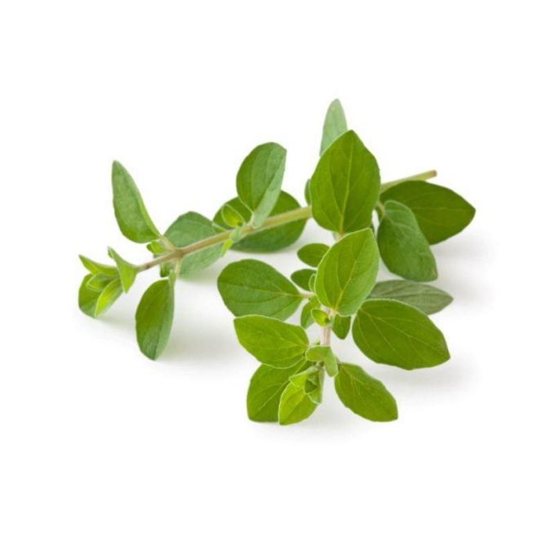 Fresh Oregano 