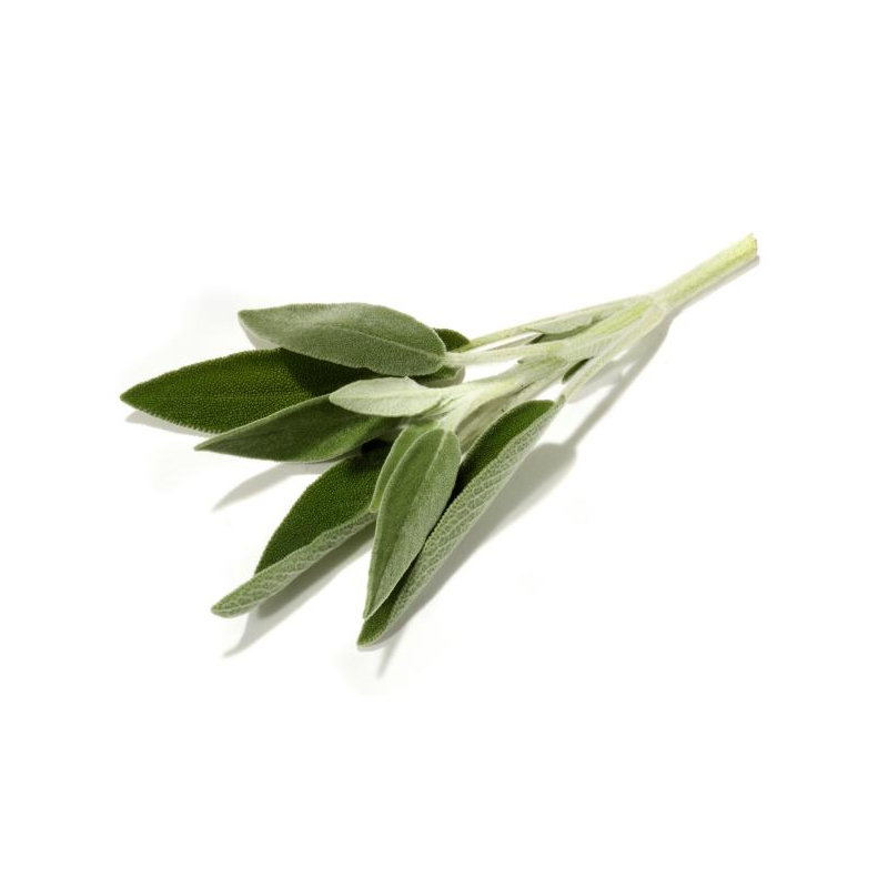 Fresh Sage
