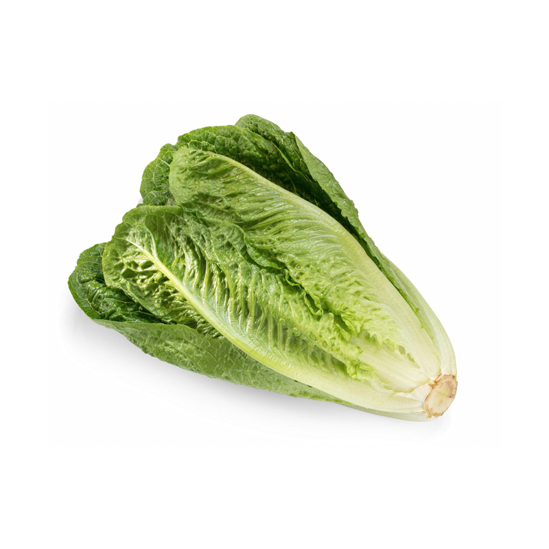 Romaine Lettuce